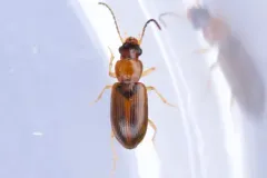 Black-headed Harp Ground Beetle thumbnail 1