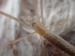 tailed long-jawed orbweaver thumbnail 2
