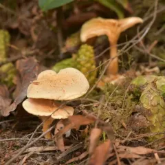 False Chanterelle thumbnail 3