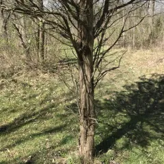 eastern redcedar thumbnail 3