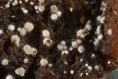 Volutella ciliata thumbnail 2