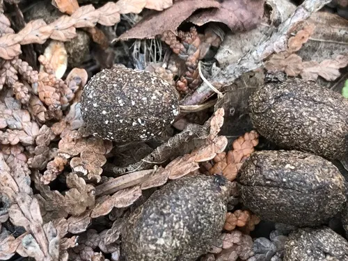 Sporormiella intermedia