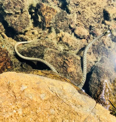 Aquatic Garter Snake