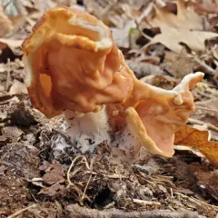 Neogyromitra brunnea thumbnail 2