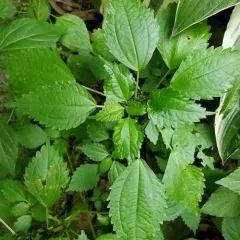 Common Three-seeded Mercury thumbnail 2