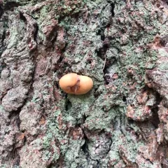 Veiled Polypore thumbnail 2