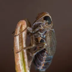 Kosswigianella lutulenta thumbnail 1