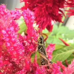 Red-legged Grasshopper thumbnail 2