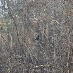 Common grackle