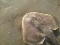 Clearnose Skate thumbnail 3