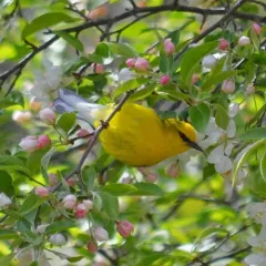 Blue-winged Warbler thumbnail 3