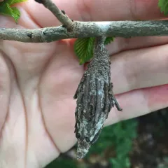 Evergreen Bagworm Moth thumbnail 3