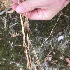 broomsedge bluestem thumbnail 4