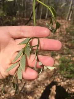 Kentucky yellowwood thumbnail 3