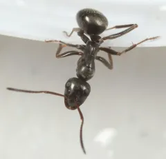 Icy Mound Ant thumbnail 2