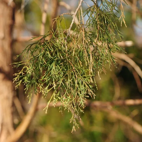 eastern redcedar
