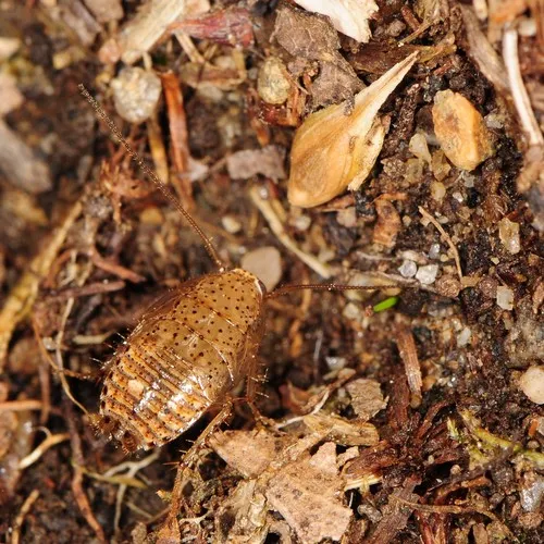 Tawny Cockroach