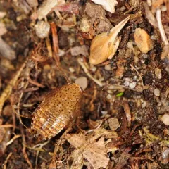 Tawny Cockroach thumbnail 1