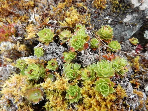 Taylor's Saxifrage