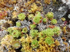 Taylor's Saxifrage thumbnail 1