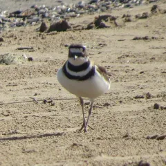 Killdeer thumbnail 3