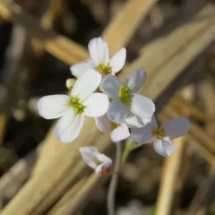 Lyreleaf Rockcress thumbnail 3