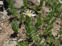 Gorman's Aster thumbnail 2