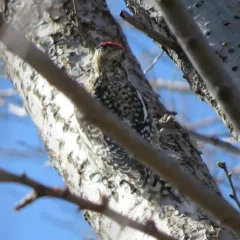 Yellow-bellied Sapsucker thumbnail 4
