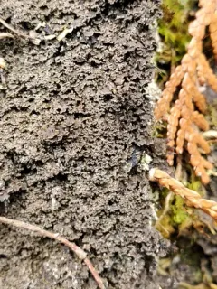 Moss Shingle Lichen thumbnail 2