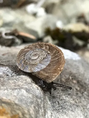 Carinate Mountainsnail