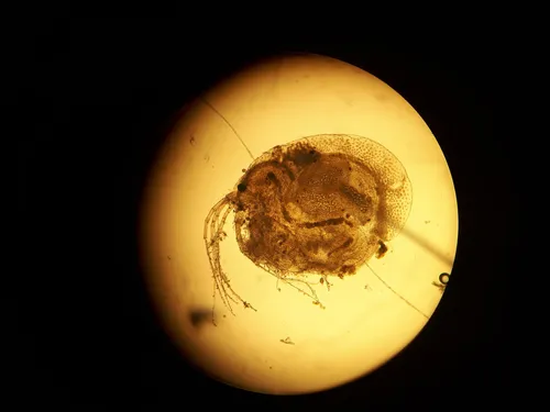 Bunops serricaudata