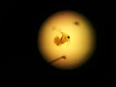 Elephant Water Flea thumbnail 2