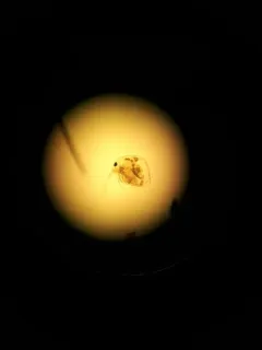 baltic long-nosed waterflea thumbnail 3