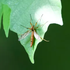 Tiger Cranefly thumbnail 4
