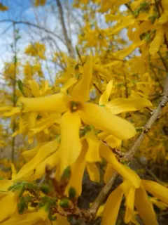 Greenstem Forsythia thumbnail 3