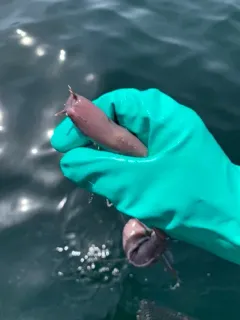 Pacific Hagfish thumbnail 3