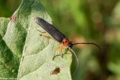 Cottonwood Twig Borer thumbnail 4