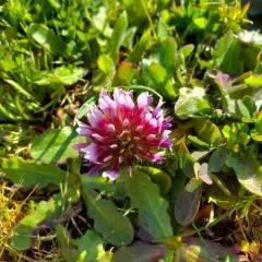 springbank clover thumbnail 3