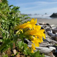 magnificent seep monkeyflower thumbnail 1