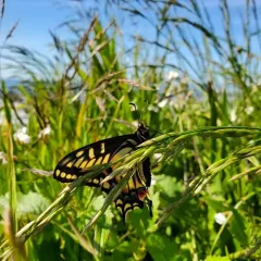 Anise Swallowtail thumbnail 2