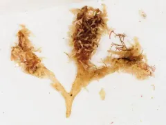 false Irish moss thumbnail 3