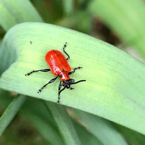 Lily Leaf Beetle
