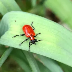 Lily Leaf Beetle thumbnail 1