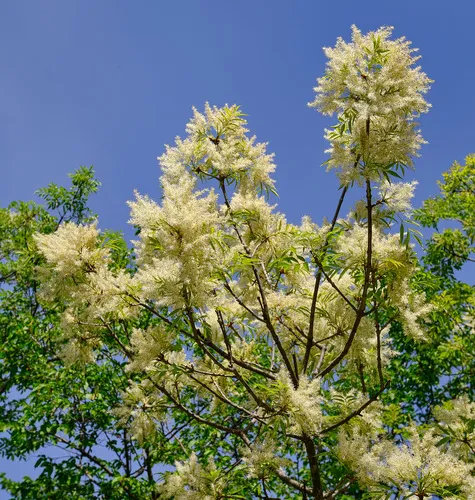 Manna ash