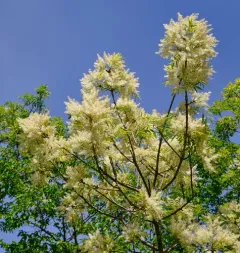 Manna ash thumbnail 1