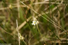 Bluedome Primrose thumbnail 2