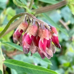 giant vetch thumbnail 3