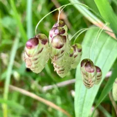 Greater Quaking Grass thumbnail 3