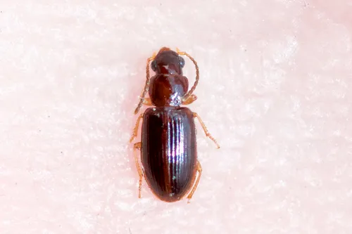 Tiny Harp Ground Beetle