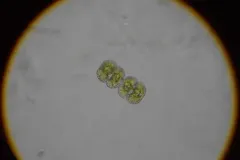 Cosmarium punctulatum thumbnail 2